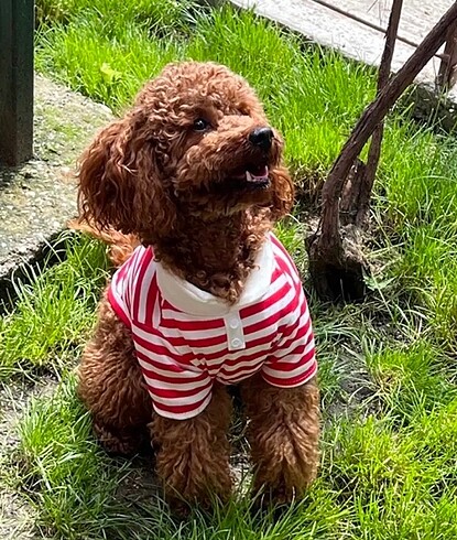 Köpek Sweatshirt