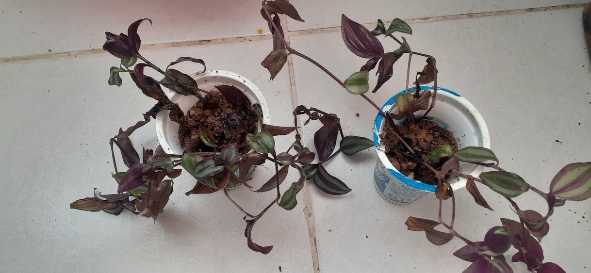 Koyu Mor Renkli telgraf  Saksı Bitkisi - Görsel 2