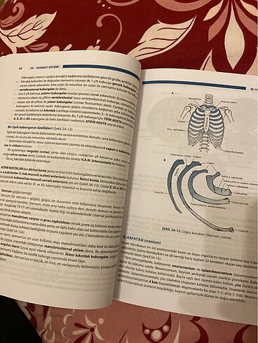  Beden Anatomi kitabı