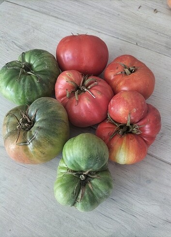 Genetiği ile oynanmamış yerli domates tohumu