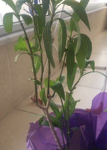 Mor Saksıda Dekoratif Bitki - Görsel 2