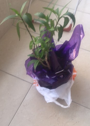 Mor Saksıda Dekoratif Bitki - Görsel 5