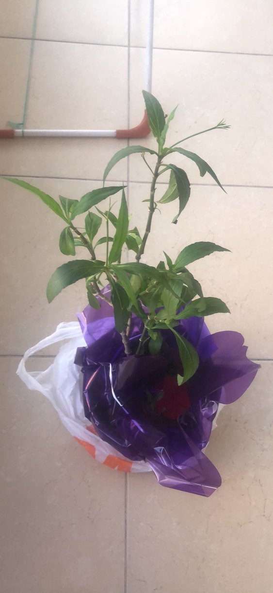 Mor Saksıda Dekoratif Bitki - Görsel 4