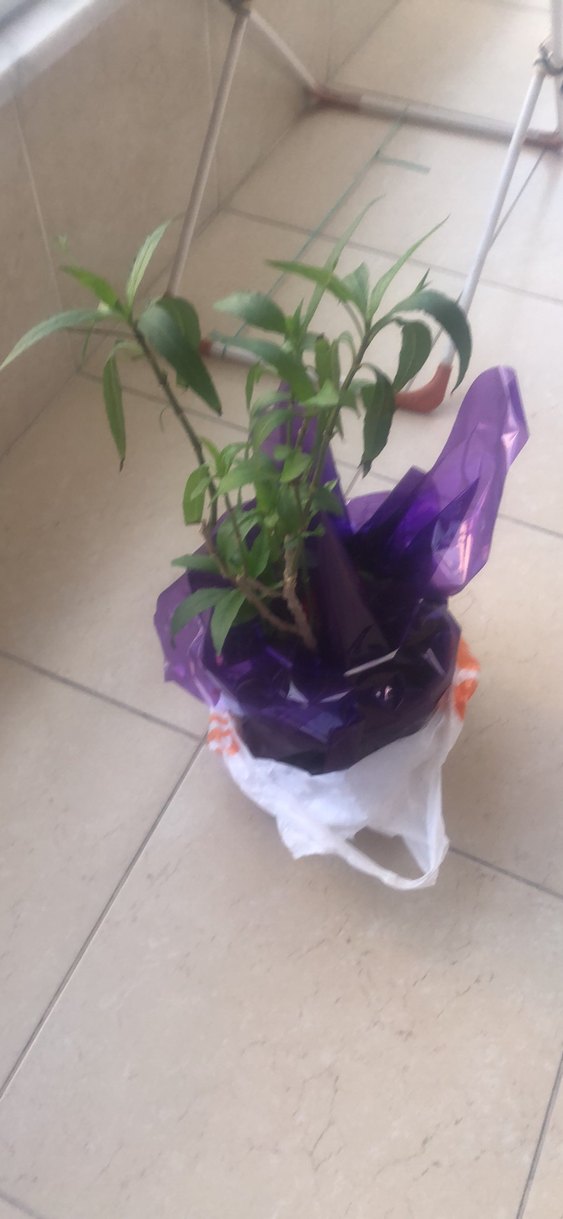 Mor Saksıda Dekoratif Bitki - Görsel 5