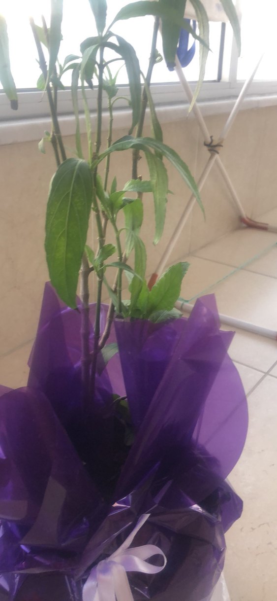 Mor Saksıda Dekoratif Bitki - Görsel 3