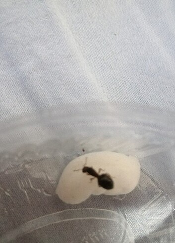  Crematogaster kraliçesi