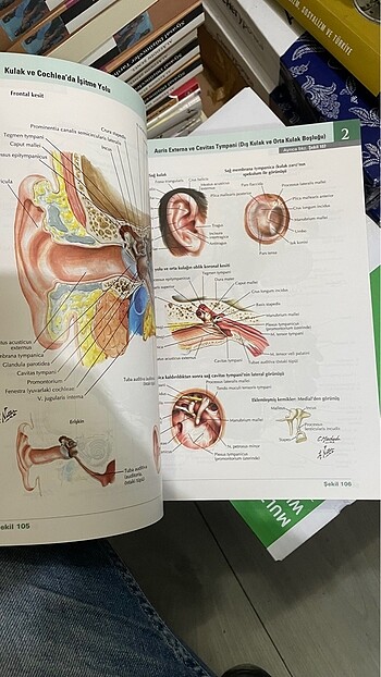  Beden Renk Netter İnsan Anatomisi Atlası 7.Baskı