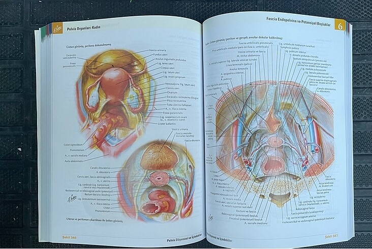 Netter İnsan Anatomi Atlası 7.baskı - Görsel 2