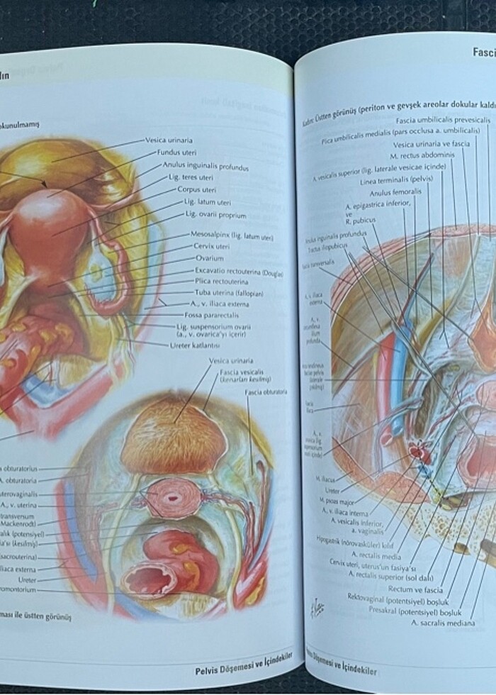 Netter İnsan Anatomi Atlası 7.baskı - Görsel 2