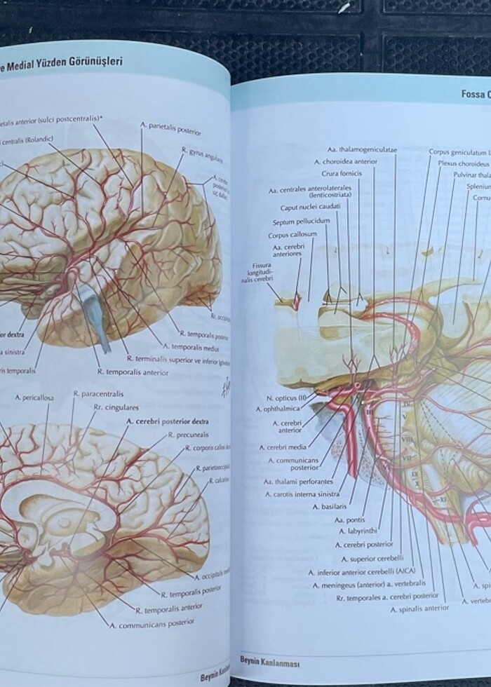 Netter İnsan Anatomi Atlası 7.baskı - Görsel 3