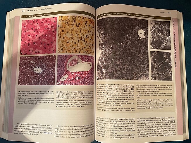 JUNQUEIRA Temel Histoloji 14.Baskı SIFIR - Görsel 4
