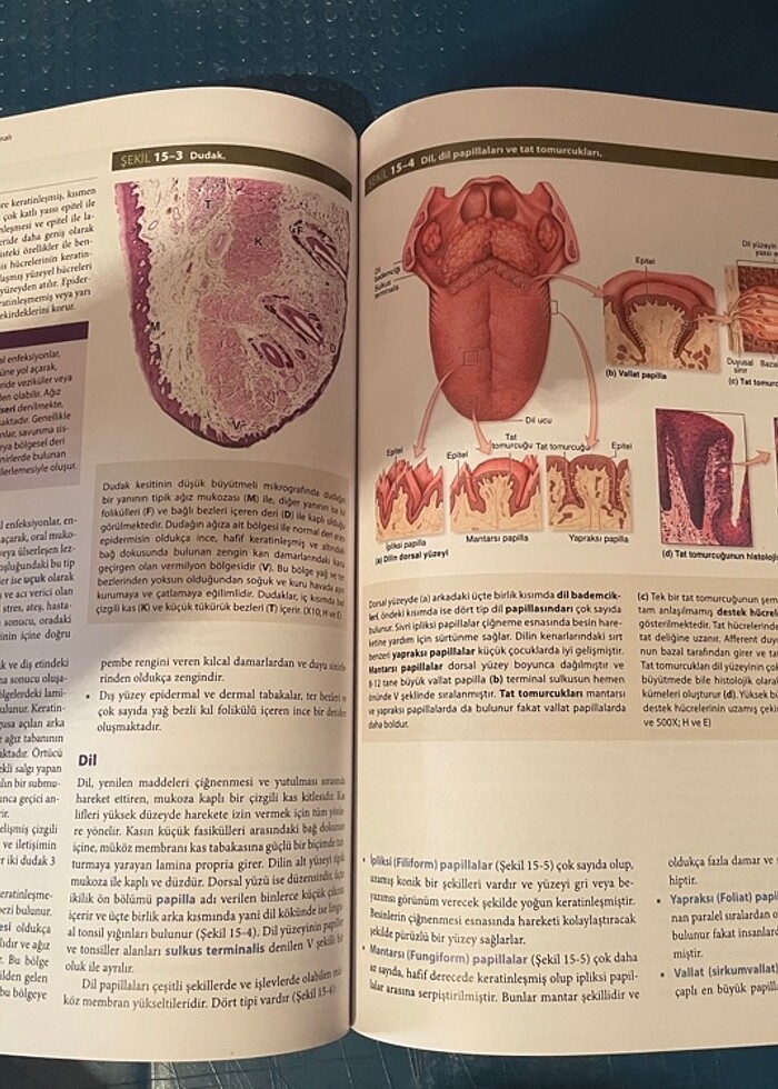 JUNQUEIRA Temel Histoloji 14.Baskı SIFIR - Görsel 3