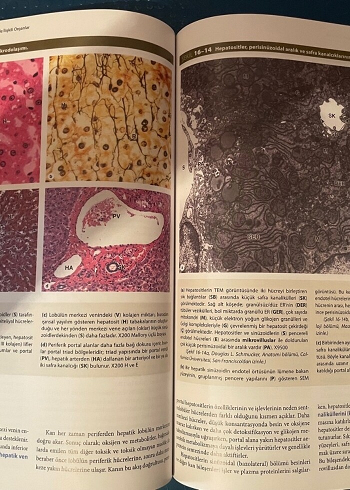 JUNQUEIRA Temel Histoloji 14.Baskı SIFIR - Görsel 4