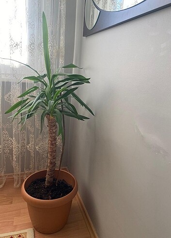 Salon çicegi yuka - Görsel 2