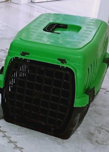  Beden Renk Kedi Seti
