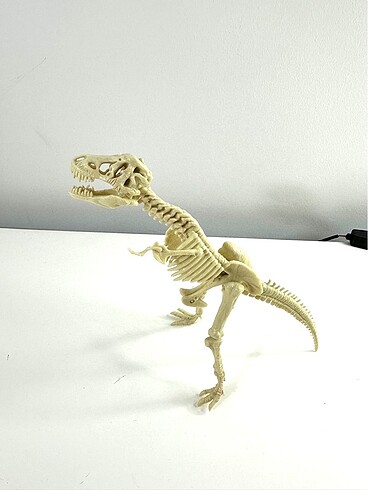 Trex Dinozor İskeleti