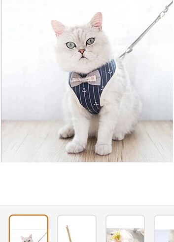 Kedi gezdirme tasması 