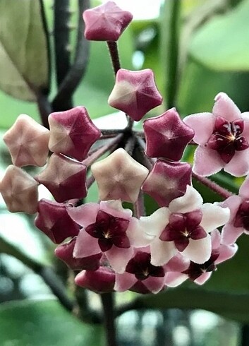 Hoya obovata CHIMERA H194