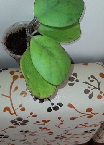  Beden Hoya obovata CHIMERA H194