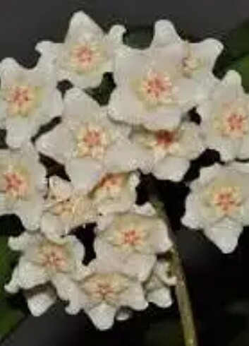 Hoya BONİİ COSTANTİN