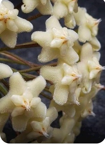 hoya WHITE DRAGON