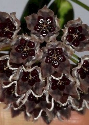 hoya sp.PNG#4 CHLCOLATE STAR
