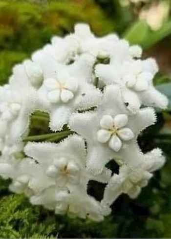 hoya TAMDAONENSİS nadir bir tür