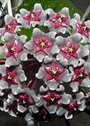 hoya PUBİCALYX GRAY CLARET