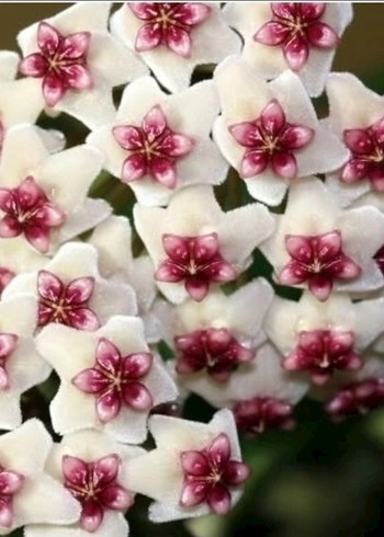 hoya OBOVATA SPLASH