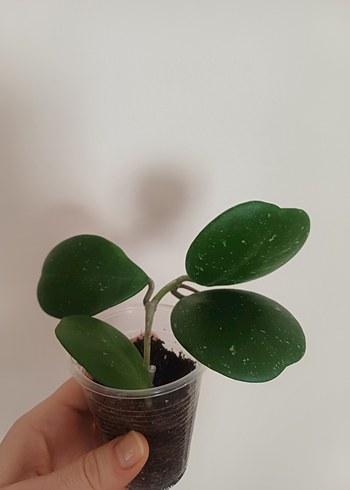 Çiçek hoya OBOVATA SPLASH