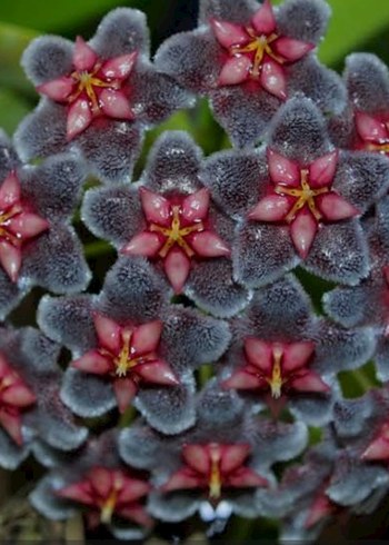 hoya PUBİ.PJİLİPPİNES BLACK