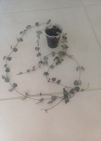 ceropegia woodi