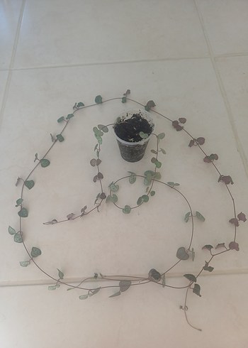 Beden ceropegia woodi
