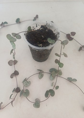 Çiçek ceropegia woodi