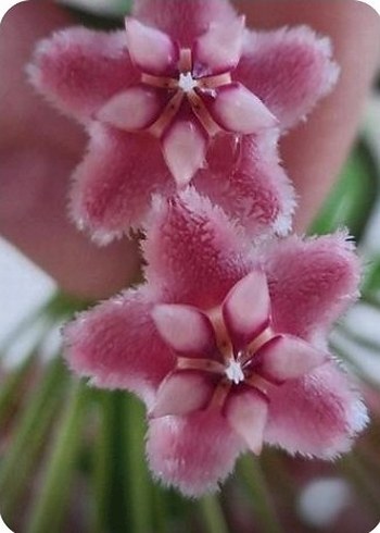 hoya PINK DRAGON