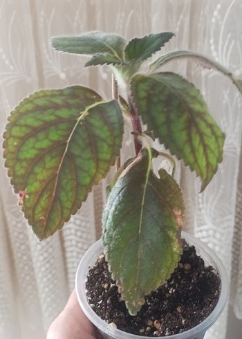  Beden kohleria marta