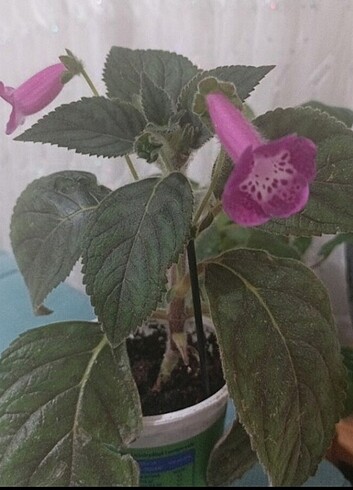Kohleria marta