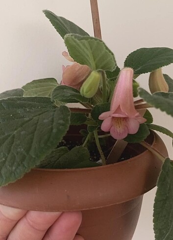 Sinningia fidesi 