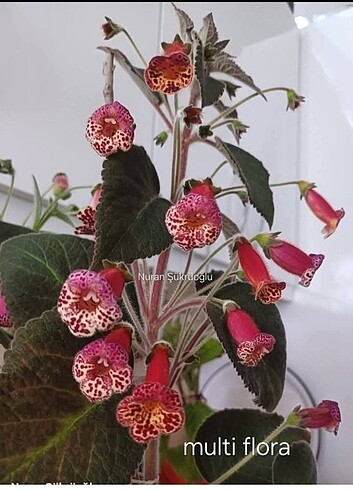 Kohleria fideleri 