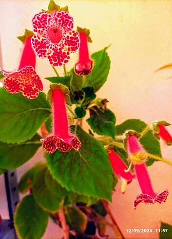 Kohleria fideleri 
