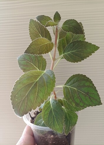 Kohleria fideleri 