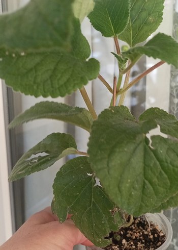 Beden sinningia Peach fragnance büyük çiçek