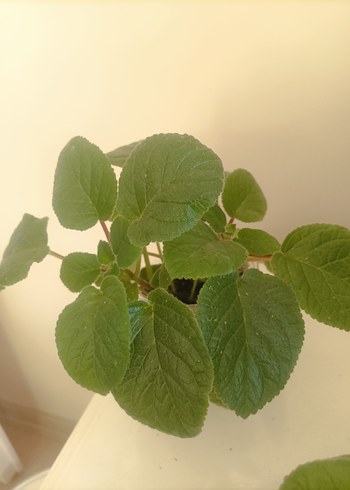 Çiçek sinningia peach fragnance