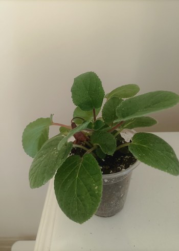  Beden pembe Renk sinningia peach fragnance