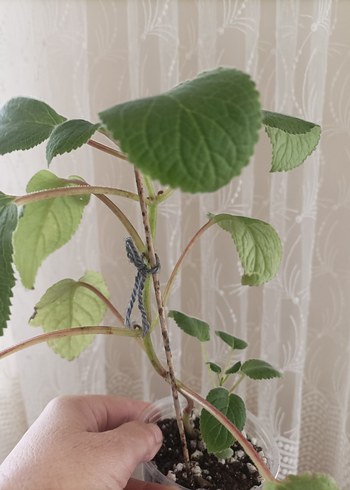 sinningia Peach fragnance büyük fideleri - Görsel 6