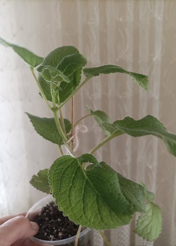 sinningia Peach fragnance büyük fideleri - Görsel 5