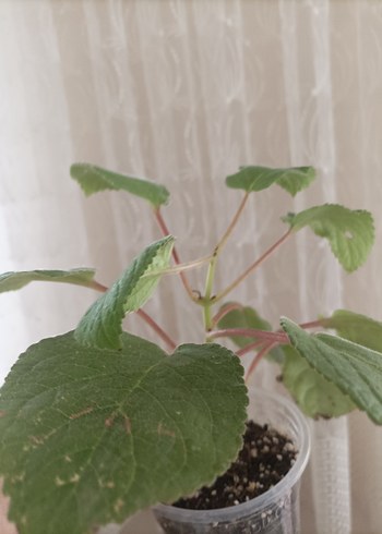 sinningia Peach fragnance büyük fideleri - Görsel 4