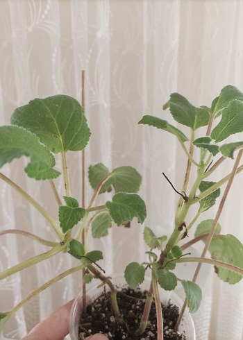 sinningia Peach fragnance büyük fideleri - Görsel 3