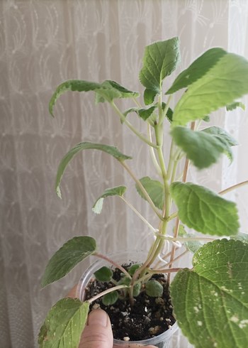 sinningia Peach fragnance büyük fideleri - Görsel 7