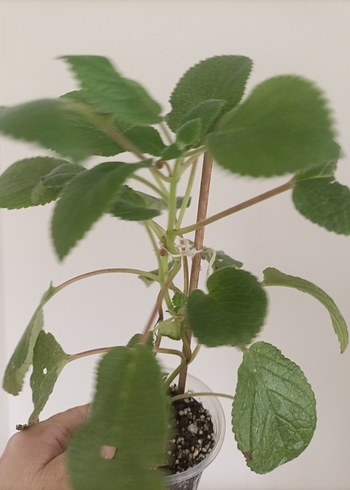 sinningia Peach fragnance büyük fideleri - Görsel 2